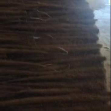 新白玉