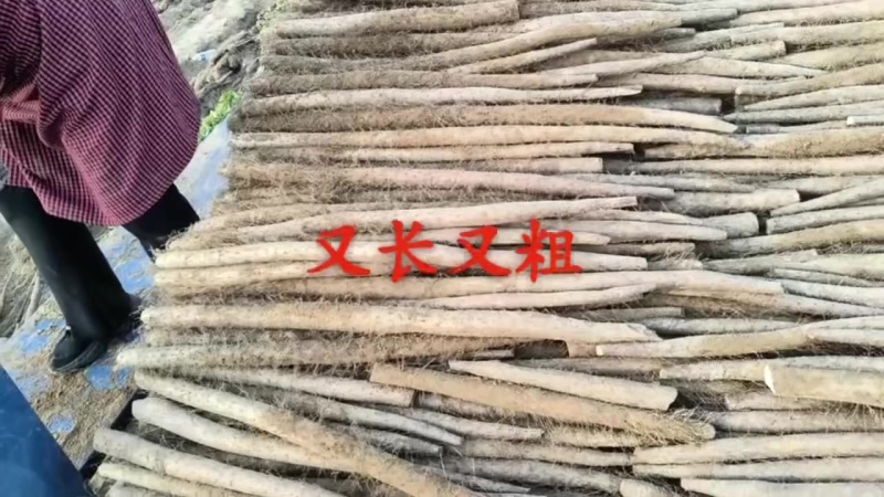 新白玉