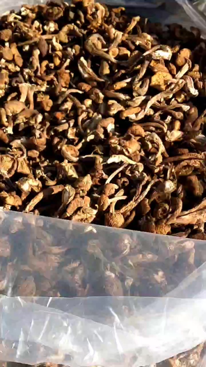 臻蘑丁