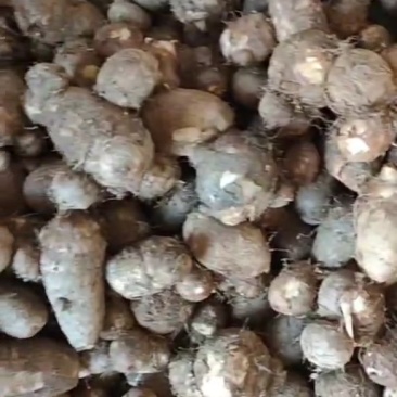 新鲜芋艿大量上市，物美价美，可整车发货，