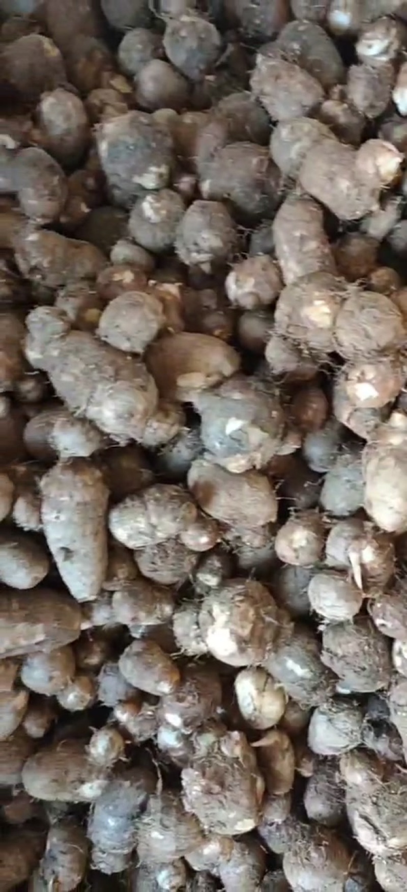 新鲜芋艿大量上市，物美价美，可整车发货，