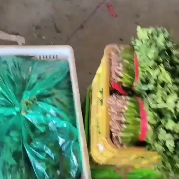 【香菜】精品中叶铁杆青香菜自家种植货量大质量好可以打捆装箱