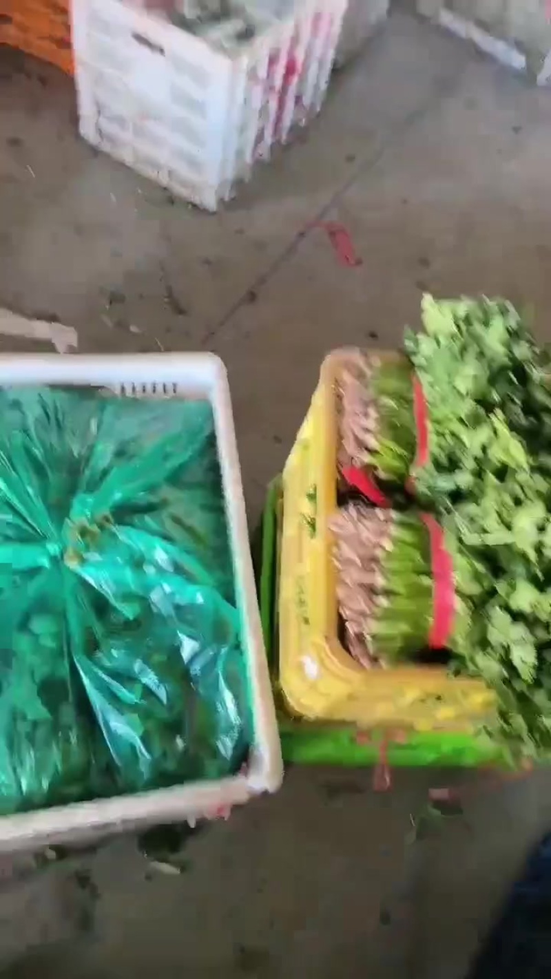 【香菜】精品中叶铁杆青香菜自家种植货量大质量好可以打捆装箱