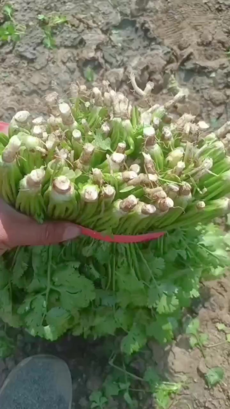 【香菜】精品中叶铁杆青香菜自家种植货量大质量好可以打捆装箱
