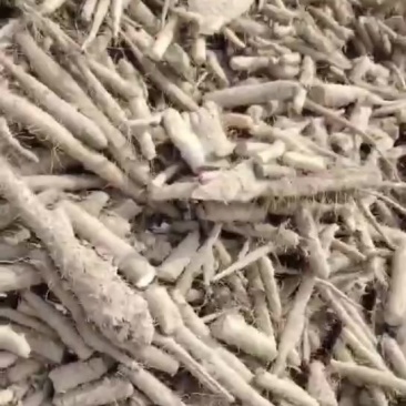 山药毛料
