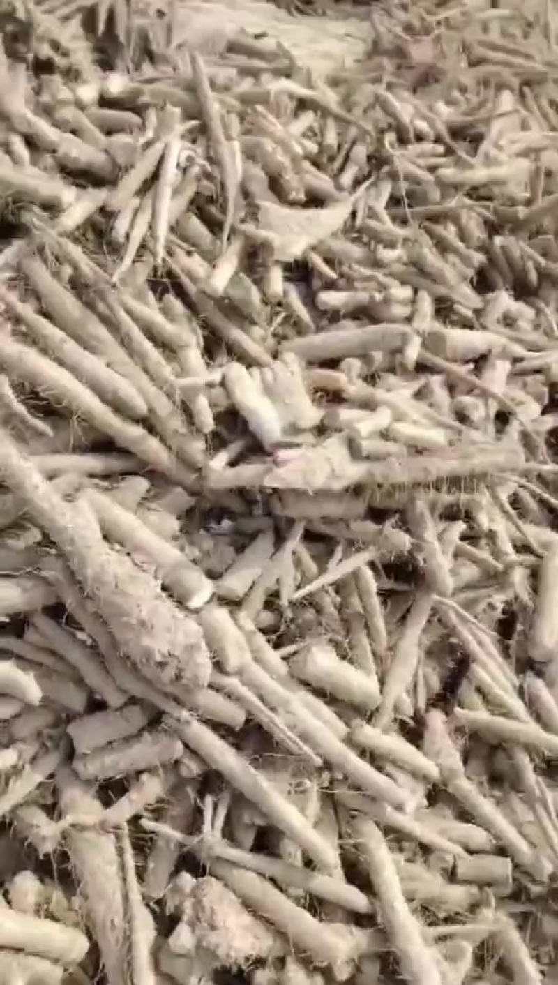 山药毛料