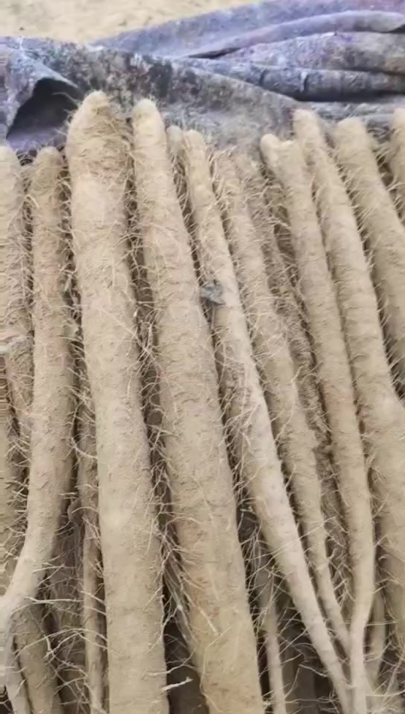 山药毛料