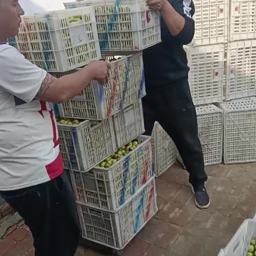 沾化冬枣