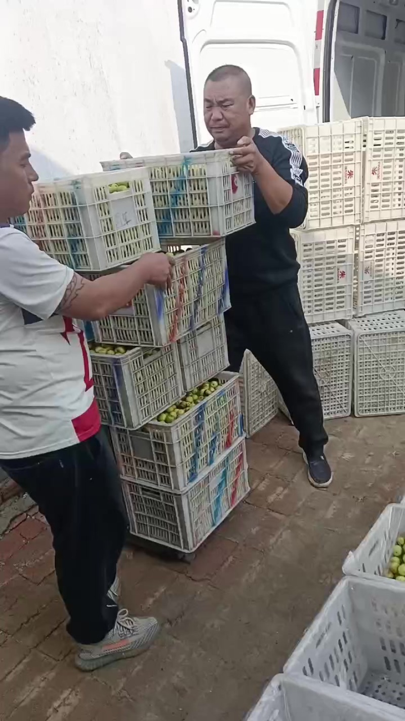 沾化冬枣