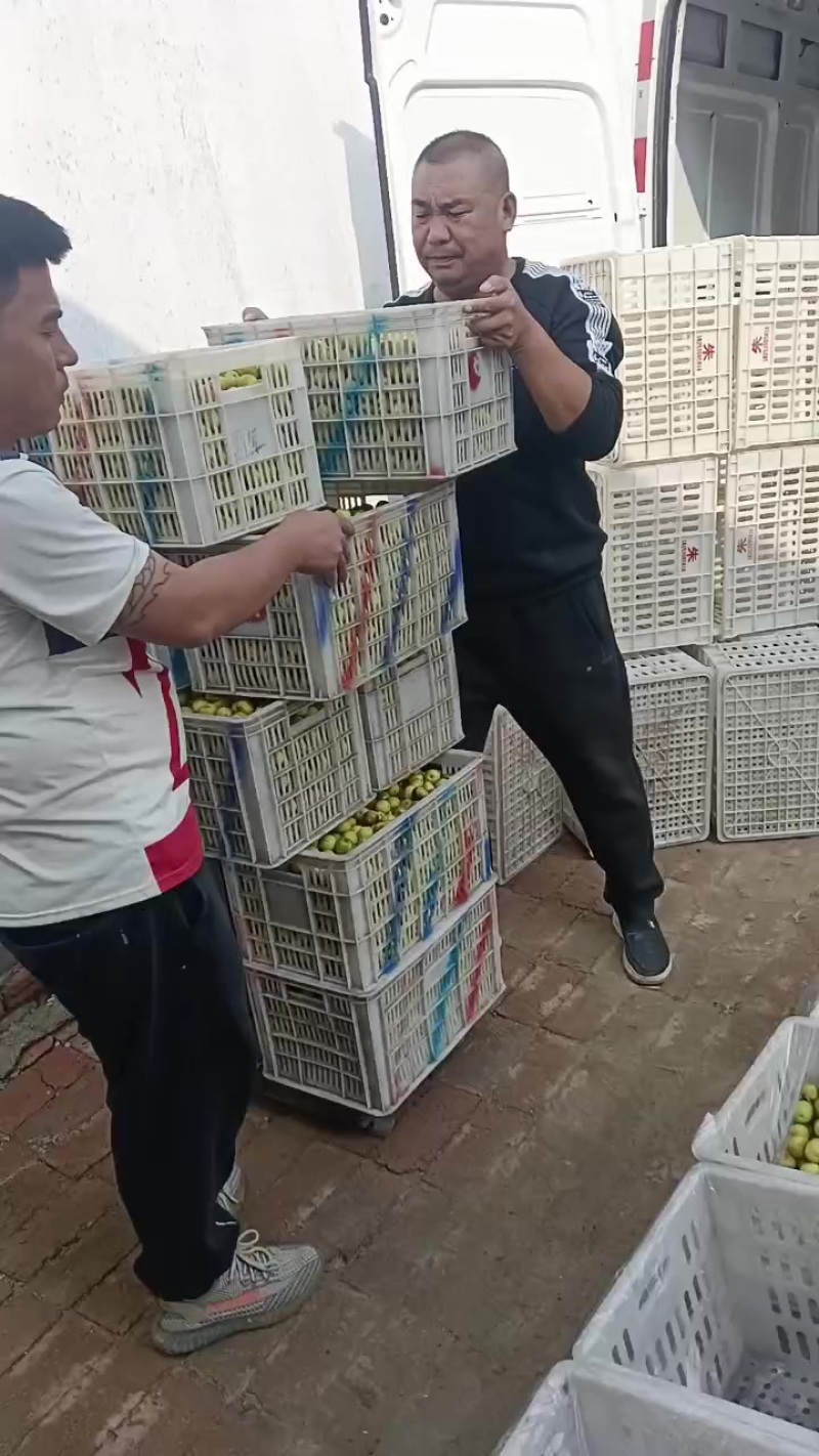 沾化冬枣