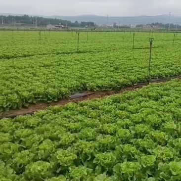意大利生菜，精品