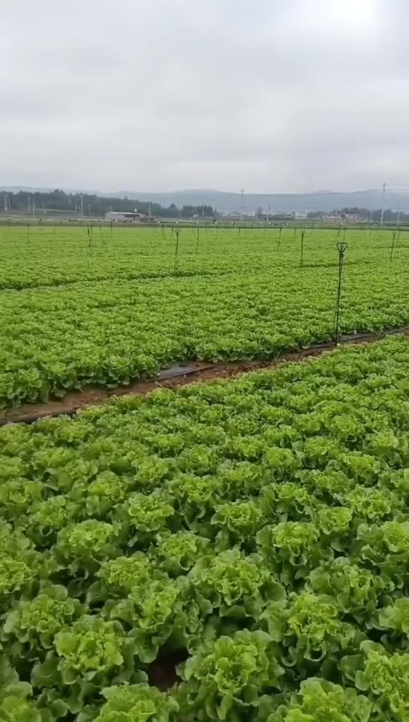 意大利生菜，精品