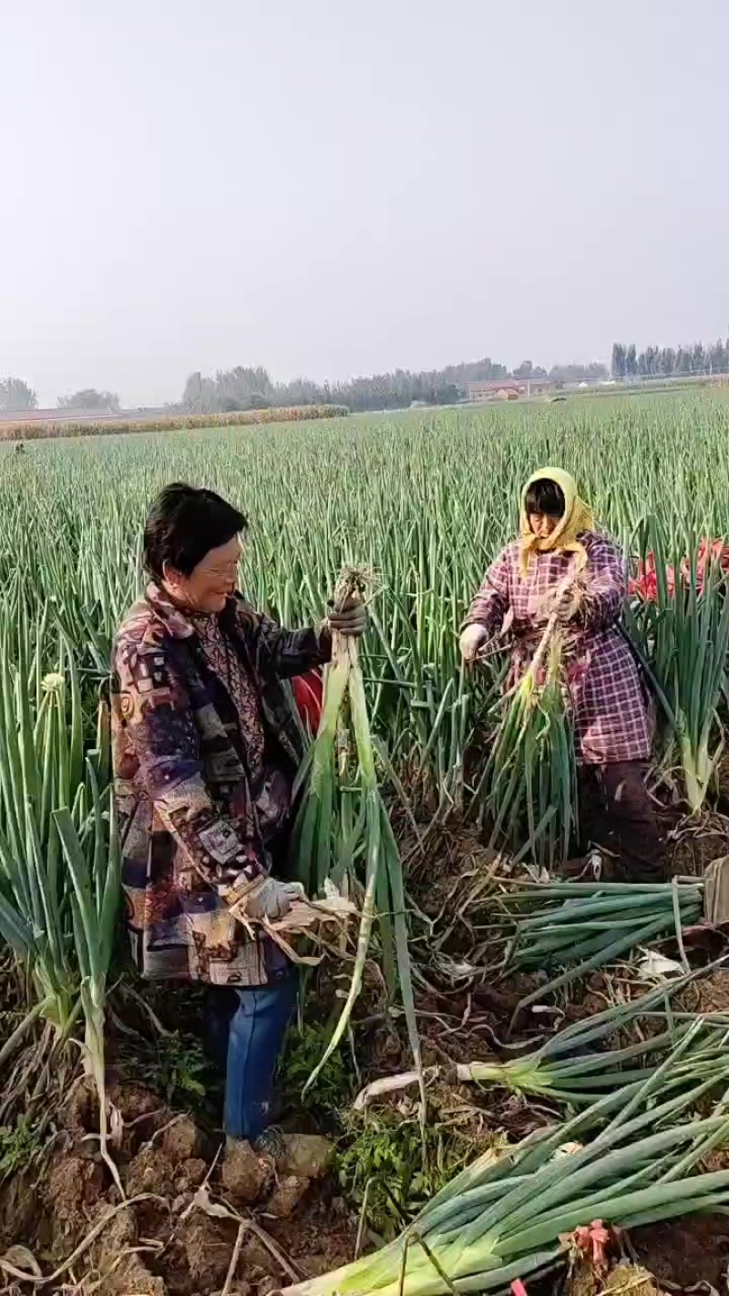 长白大葱