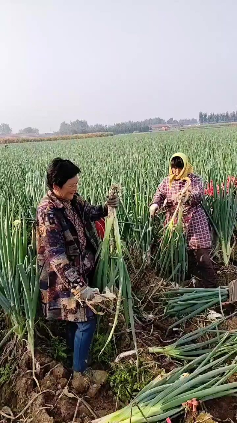 长白大葱