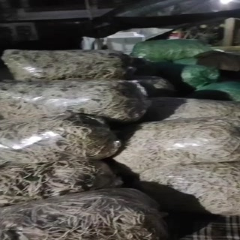 鱼腥草