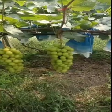 阳光玫瑰1口感很好，串型，粒都一级