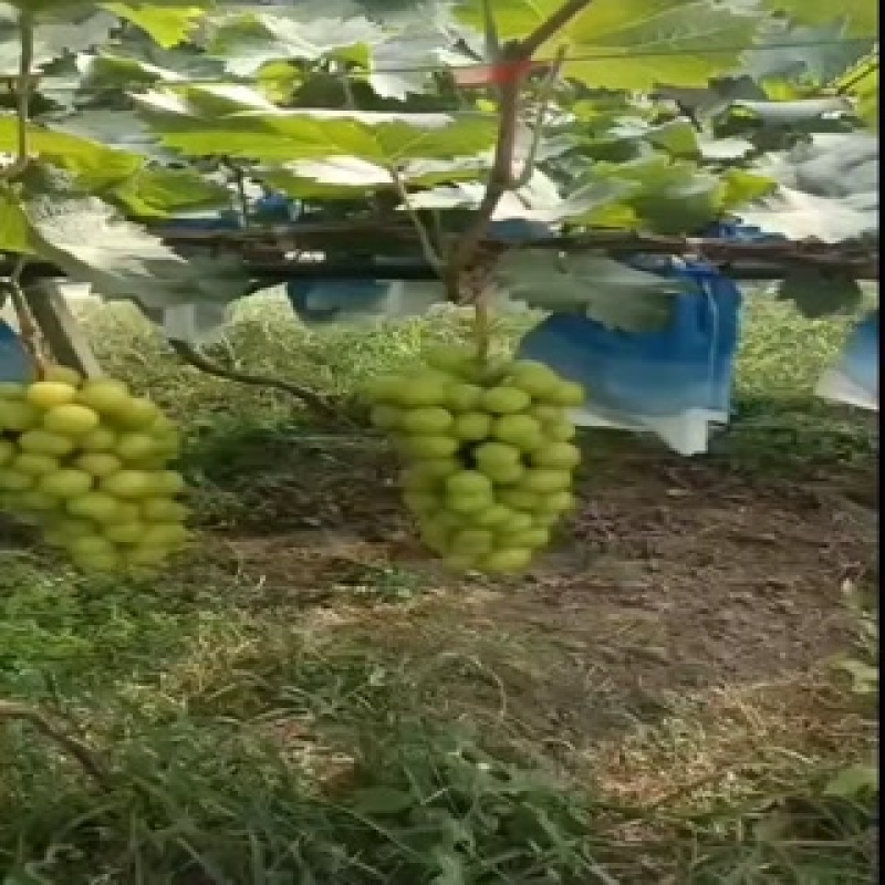 阳光玫瑰1口感很好，串型，粒都一级