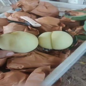 冬桃好吃脆甜，包甜