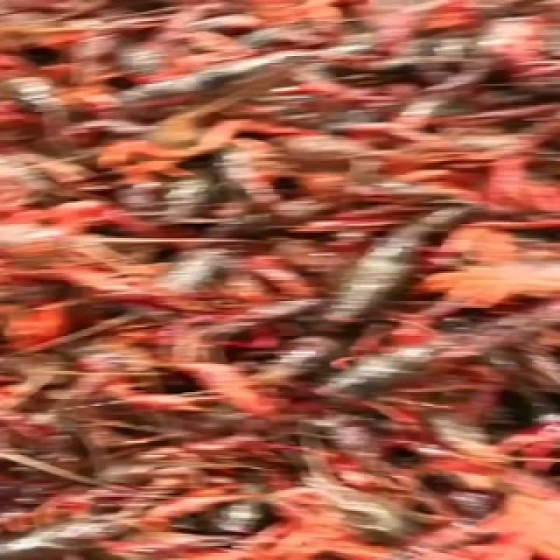 产地直供潜江小龙虾世界共享！质量保证欢迎采购