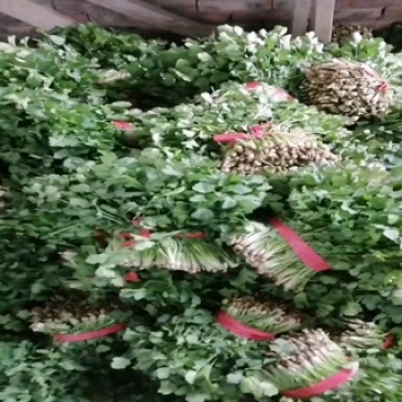 精品大叶香菜