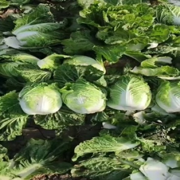 东北黄心大白菜大量上市了质量好价格便宜
