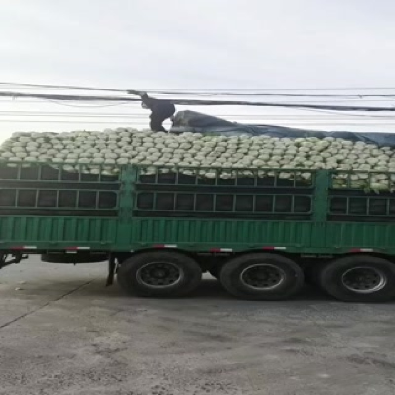 东北黄心大白菜大量上市了质量好价格便宜