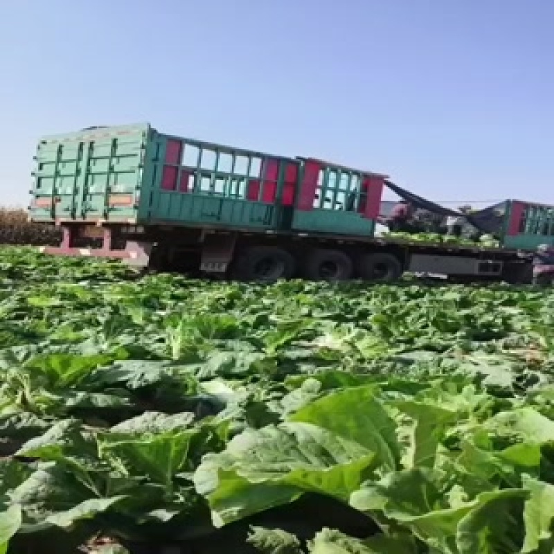东北黄心大白菜大量上市了质量好价格便宜
