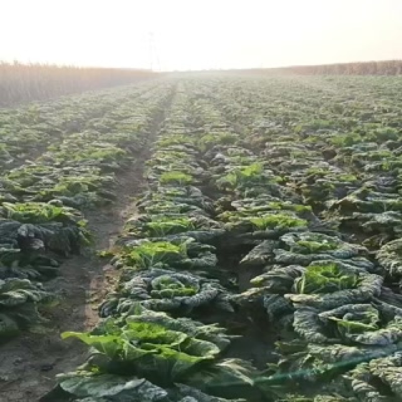 东北黄心大白菜大量上市了质量好价格便宜
