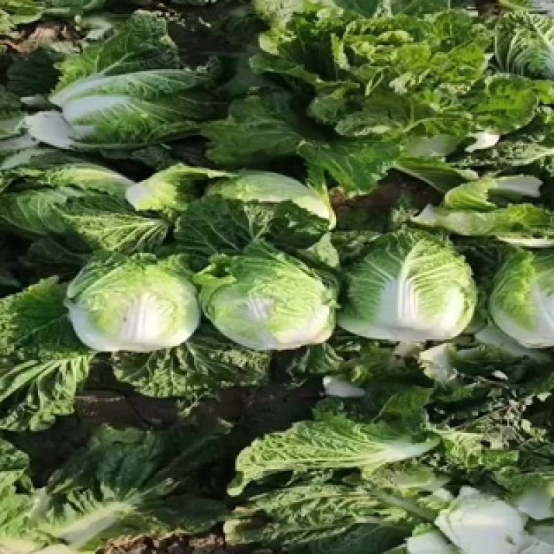 东北黄心大白菜大量上市了质量好价格便宜