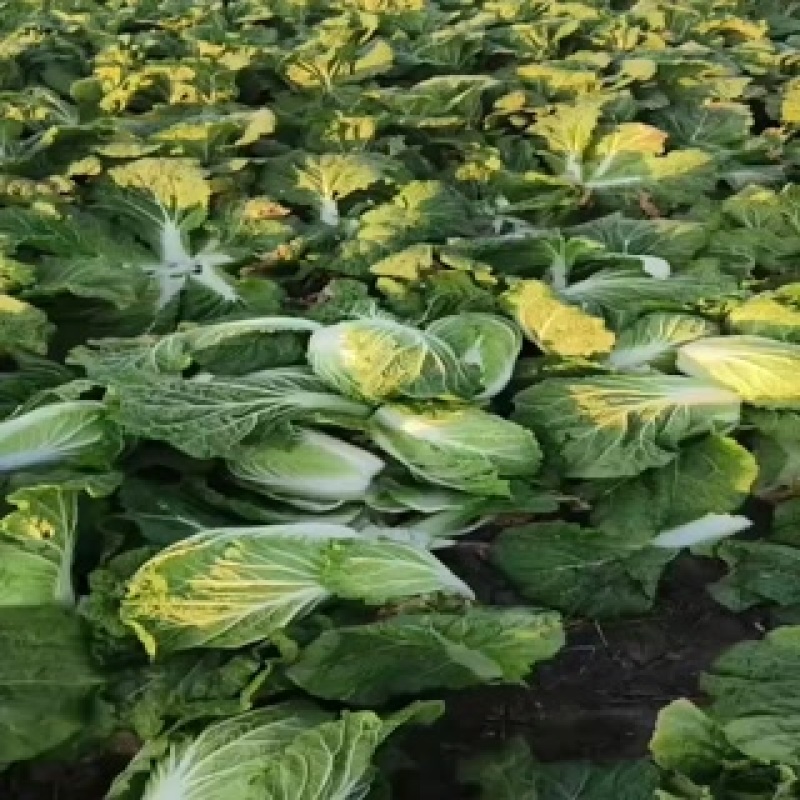 东北黄心大白菜大量上市了质量好价格便宜