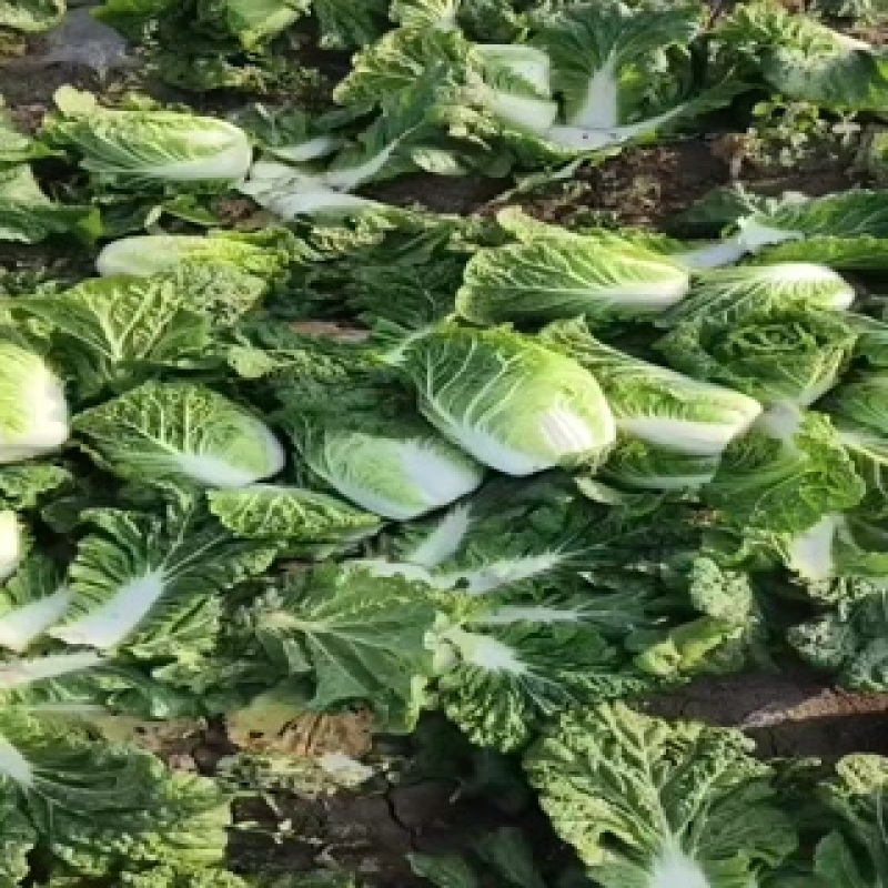 东北黄心大白菜大量上市了质量好价格便宜