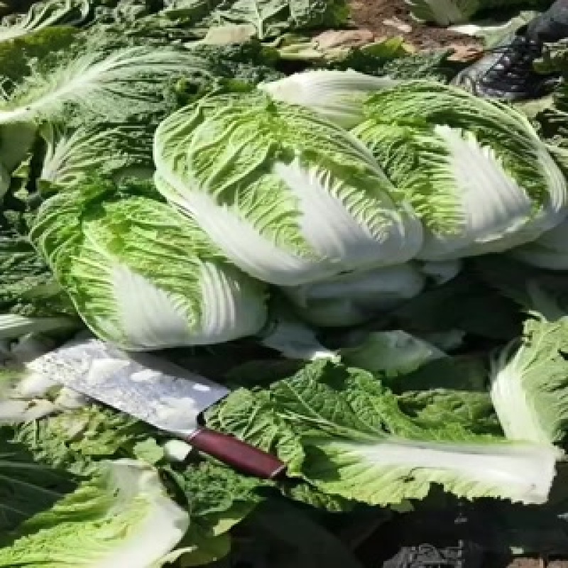 东北黄心大白菜大量上市了质量好价格便宜