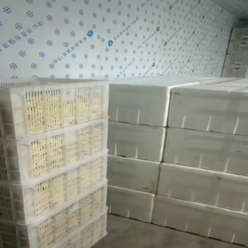 玉米笋0.3