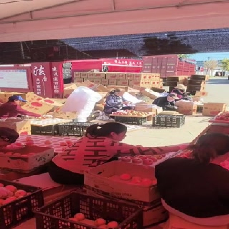 丹霞苹果大量供应