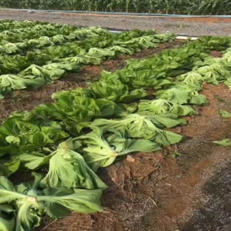 芥菜大量上市直接开园。
