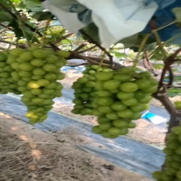 阳光玫瑰价格不高