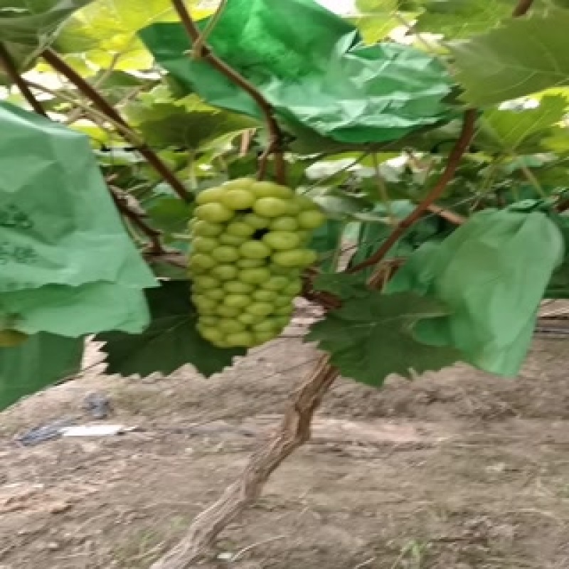 阳光玫瑰价格不高