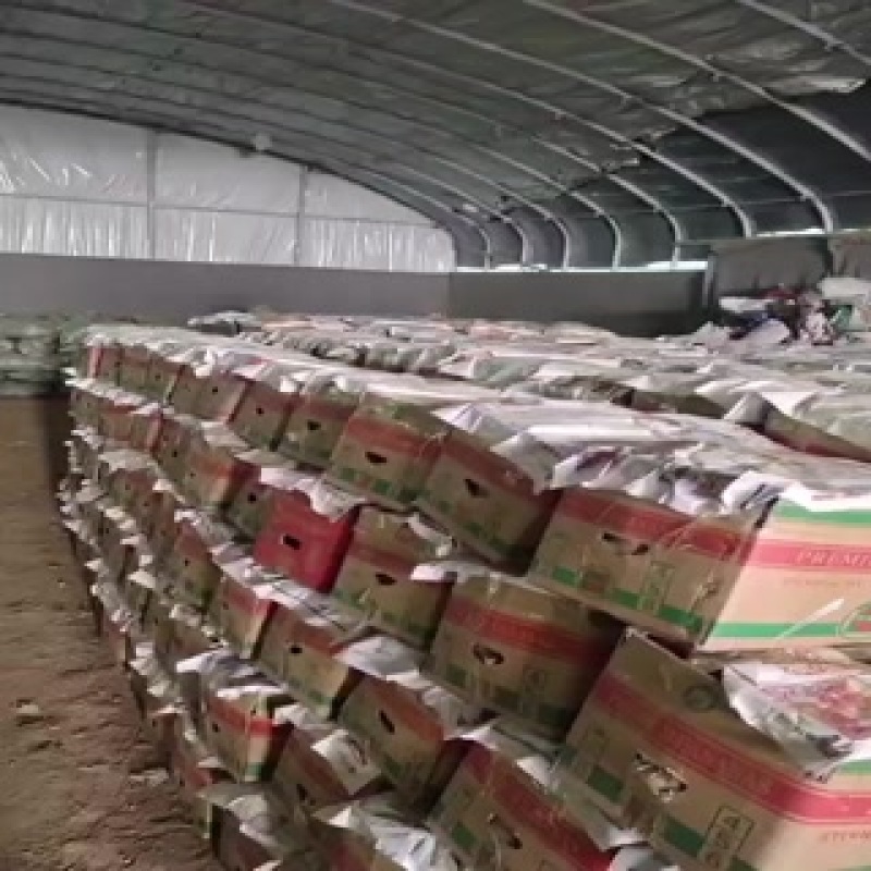 龙九红薯