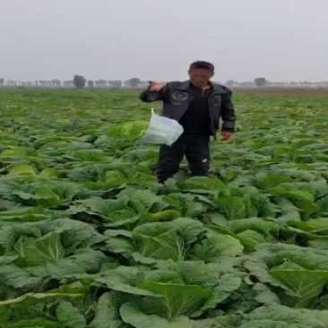 黄心菜发往全国各地
