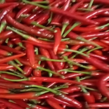 朝天椒，艳红椒，小米椒，