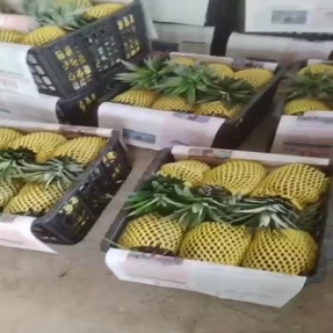 金钻凤梨