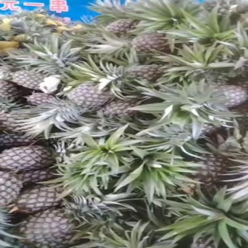金钻凤梨