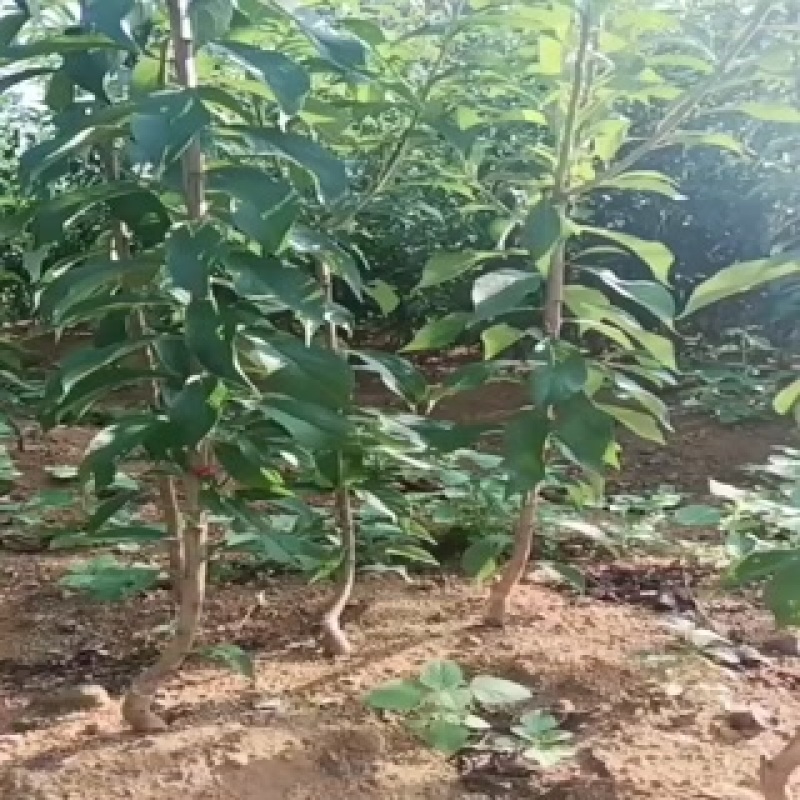 蜂糖李树苗