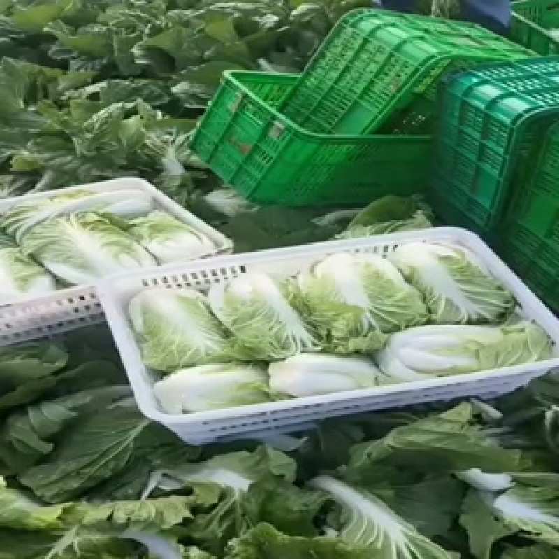 本地大棚新黄心大白菜