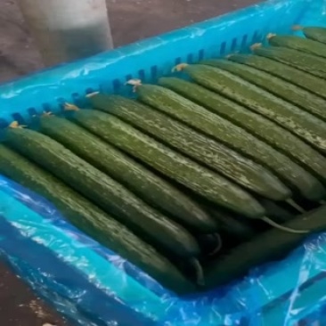 电商食堂黄瓜