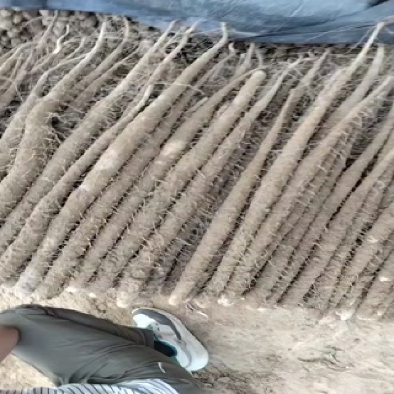 双棒