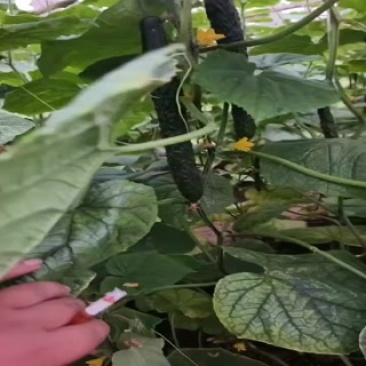 黄瓜