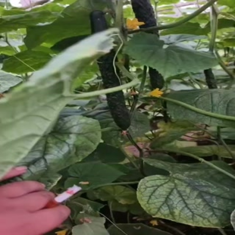 黄瓜