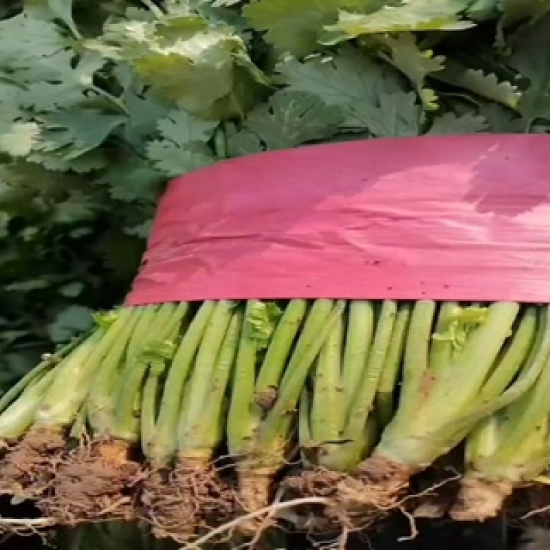 精品香菜