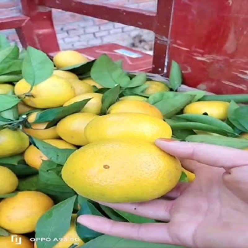 诚信经营